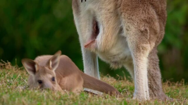 Eastern Grey Kangaroo (Macropus giganteus) on  meadow, very cute animal with baby with green background, australian wildlife, queensland, Brisbane, brown pouched mammal, marsupial. Feeding on grass.
