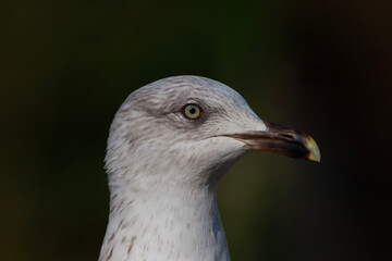 portrait of an amazing seagull with beautiful eyes