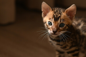 Cute Bengal kitten sitting on a brown wooden floor