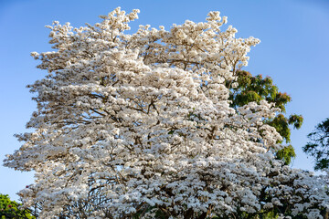 Wonderful Flowers of a white ipe tree, Tabebuia roseo-alba (Ridley) Sandwith. Known as:...
