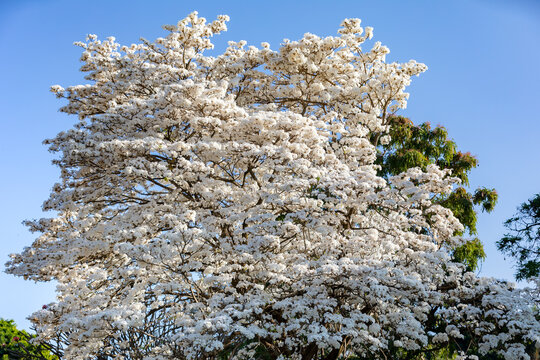 Wonderful Flowers of a white ipe tree, Tabebuia roseo-alba (Ridley) Sandwith. Known as: "Ip&ecirc;-branco", "Ip&ecirc;-branco-do-cerrado", "Ip&ecirc;-rosa"