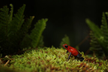 Red Strawberry poison dart frog, Oophage pumilio, in the nature habitat, Costa Rica. Portrait of toxic red frog. Rare amphibian in the tropic. Wildlife jungle. Frog in the forest