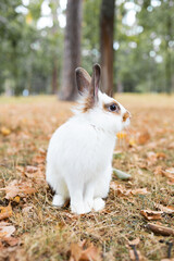 Autumn landscape. White little rabbit on an autumn meadow in the forest
