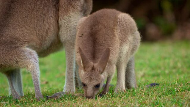 Eastern Grey Kangaroo (Macropus giganteus) on  meadow, very cute animal with baby with green background, australian wildlife, queensland, Brisbane, brown pouched mammal, marsupial. Feeding on grass.