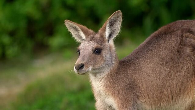 Eastern Grey Kangaroo (Macropus giganteus) on  meadow, very cute animal with baby with green background, australian wildlife, queensland, Brisbane, brown pouched mammal, marsupial. Feeding on grass.