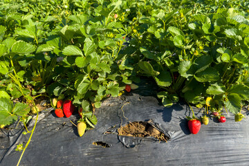 Aydın Province, Nazilli District Strawberry cultivation and strawberry greenhouses