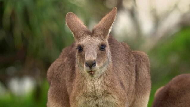 Eastern Grey Kangaroo (Macropus giganteus) on  meadow, very cute animal with baby with green background, australian wildlife, queensland, Brisbane, brown pouched mammal, marsupial. Feeding on grass.