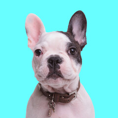 Fototapeta premium cute small french bulldog dog wearing collar and looking forward