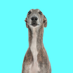 curious greyhound dog looking forward and sitting