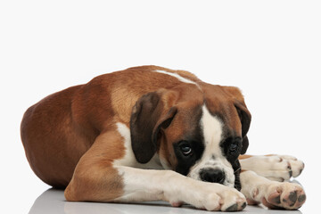 shy little boxer puppy laying down on the floor and being timid