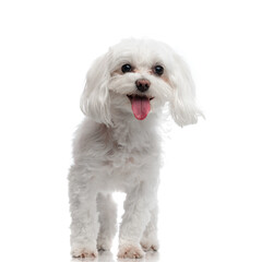 sweet small bichon puppy sticking out tongue and panting while walking