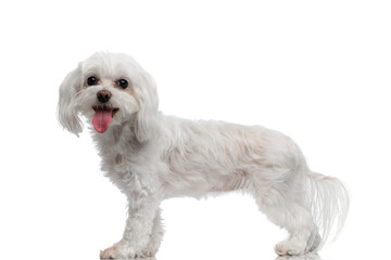 happy little bichon puppy panting with tongue exposed while standing