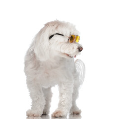 beautiful bichon puppy with sunglasses looking to side and panting