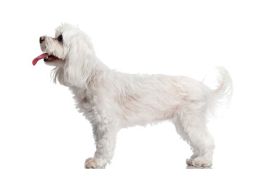 side view of lovely little bichon dog sticking out tongue and panting