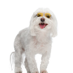 cute little bichon dog with sunglasses sticking out tongue and panting