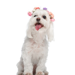 beautiful little bichon dog with flowers headband looking up and panting