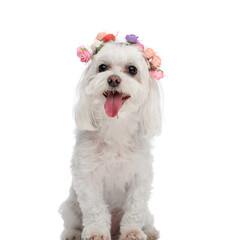 portrait of precious little bichon dog with colorful flowers headband panting