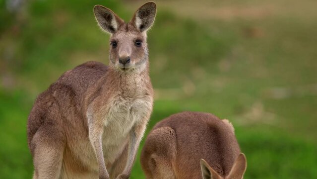 Eastern Grey Kangaroo (Macropus giganteus) on  meadow, very cute animal with baby with green background, australian wildlife, queensland, Brisbane, brown pouched mammal, marsupial. Feeding on grass.