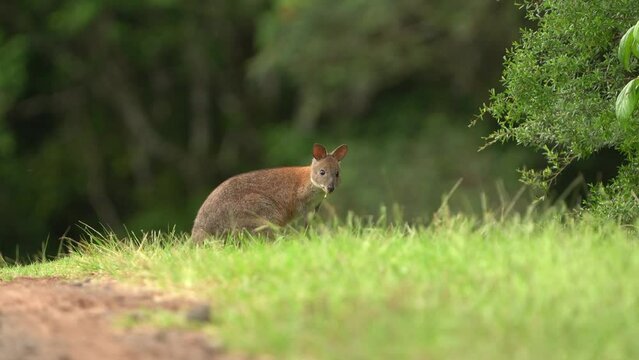 Red-necked Pademelon Thylogale thetis forest-dwelling marsupial, eastern coastal region of Australia between south-east Queensland and New South Wales. Smaller than kangaroo and wallaby.