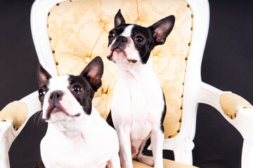 Two boston terrier dog posing in studio, white and dark background
