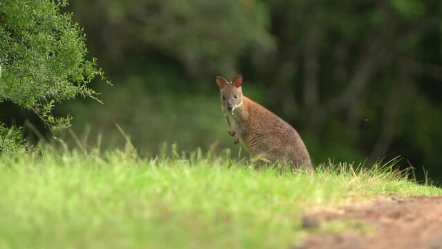 Red-necked Pademelon Thylogale thetis forest-dwelling marsupial, eastern coastal region of Australia between south-east Queensland and New South Wales. Smaller than kangaroo and wallaby.