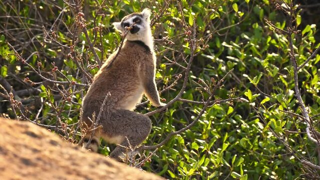 Ring-tailed Lemur - Lemur catta large strepsirrhine primate with long, black and white ringed tail, endemic to Madagascar, known locally in Malagasy as maky or hira. Lemur feeds on the bush.
