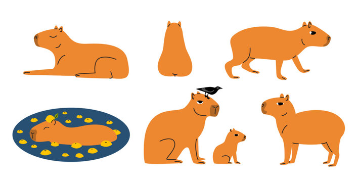 Set of funny capybaras. Capybara figures with oranges and the bird. Cute capybaras walk and relax. South American animals stickers. Vector flat illustration isolated on white background. 