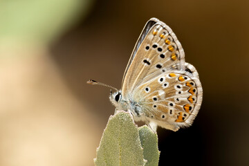 Cute butterfly