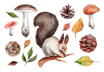 Set of watercolor forest illustrations with squirrels, mushrooms and leaves isolated trees on white background. Realistic hand drawing for decoration and sublimation