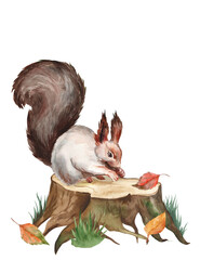 Watercolor realistic illustration of a squirrel on a stump. Autumn forest. Mockup for postcard or invitation with free space for text