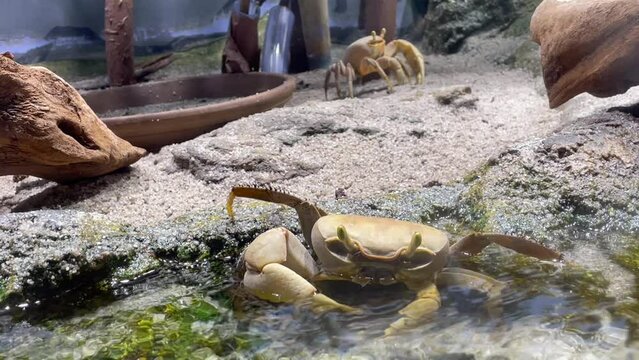 Crabe au bord de l'eau