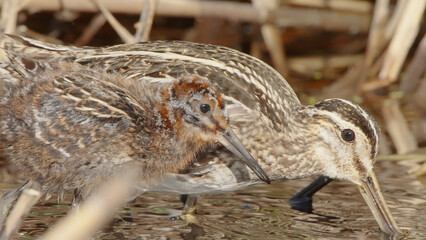 Common snipe adult bird with chicks