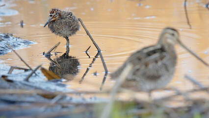 Common snipe young bird chick