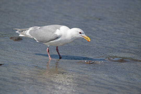 Gull Eating Clam Tidbits