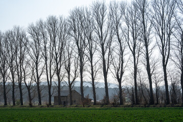 Large leafless trees in a row in the countryside in spring