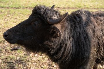 Close up of a carpathian water buffalo in the grass field 