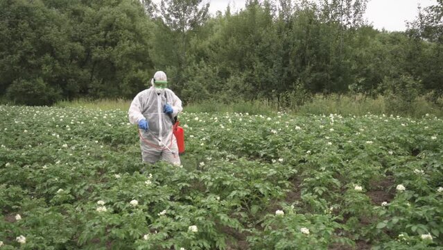 the farmer uses insecticide fungicide chemicals on the potato field, control of a whole complex of pests when using pesticides, red tank for preparation from the Colorado potato beetle and a sprinkler