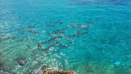 Grand Cayman Ocean Fish