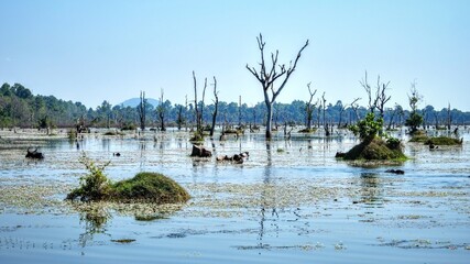 Image showcasing a multitude of dead trees standing on a flooded swampy area on a hot day,...