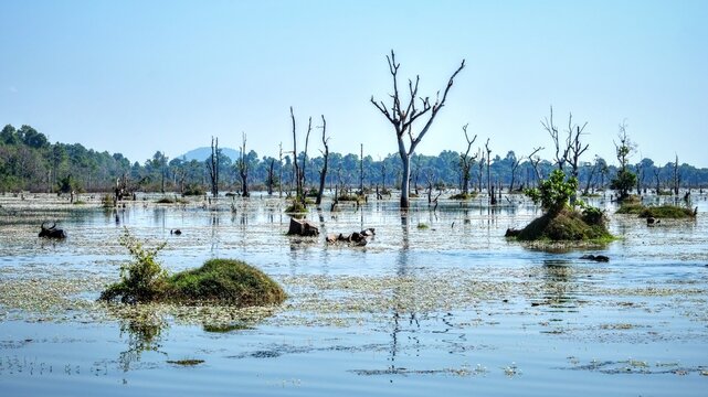 Image showcasing a multitude of dead trees standing on a flooded swampy area on a hot day, landscape view.