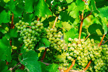 Close up of green vine grapes at vineyard in late summer