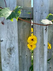 Wooden fence with yellow flowers poking their heads through the slats and a beautiful vine winding its way across the top. 