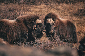 Muskox in the wild © sean