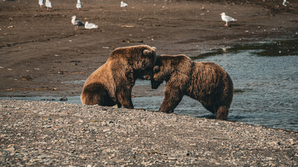 brown bear play fighting