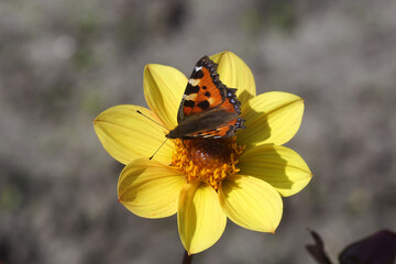 Closeup Small tortoiseshell (Aglais urticae, family Nymphalidae on yellow dahlia flower. Family Asteraceae. Dutch garden. End Summer, September, Netherlands.