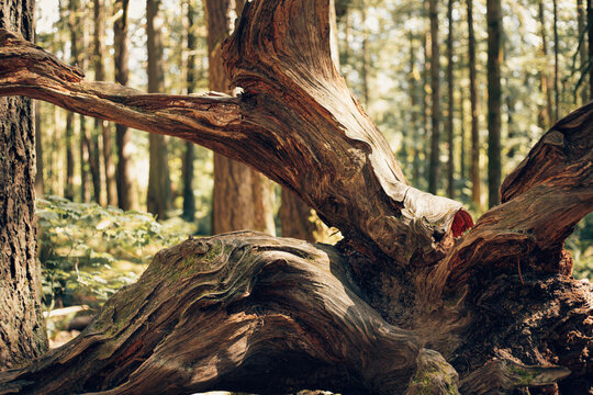 tree trunk