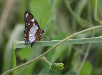 Common diadem butterfly (Hypolimnas misippus)