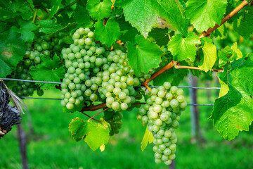 Close up of green vine grapes at vineyard in late summer