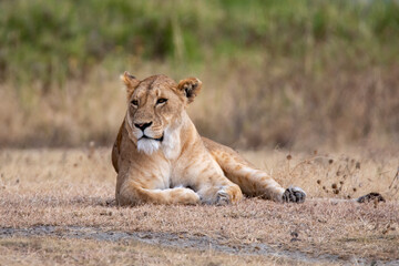 Lioness relaxing