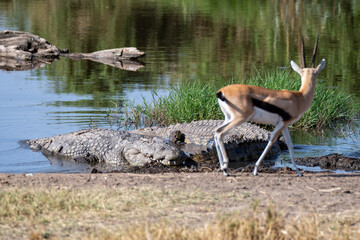 gazelle and crocodile in the river